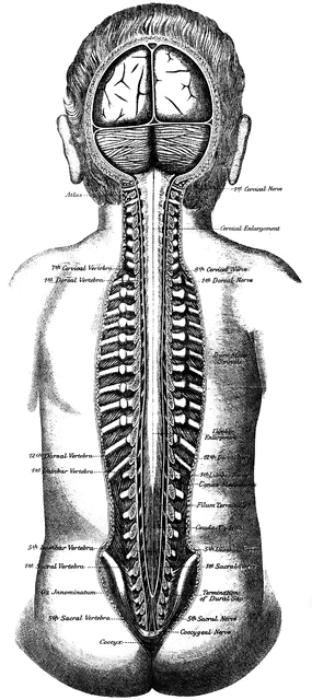 Spinal Position