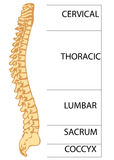 Spinal Surgery Stock Vectors Illustrations   Clipart