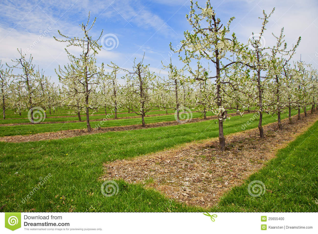 Apple Tree Plantation Of Many Trees In Fine Rows Wide Angle Lens 