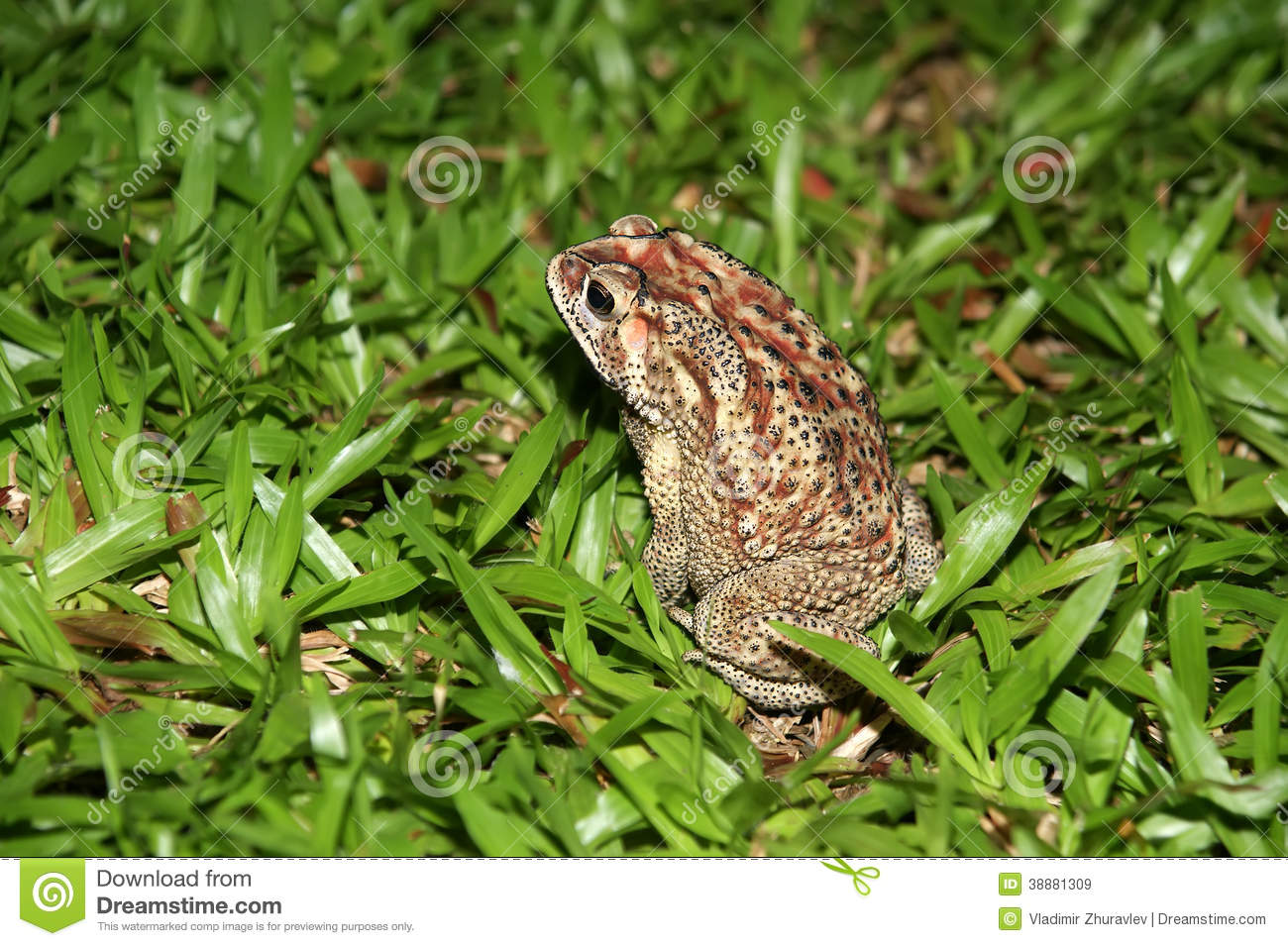 Big Tropical Frog  At Night  Stock Photo   Image  38881309