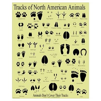 Books And This Chart To Id Animal Tracks In The Snow From Doodles And    