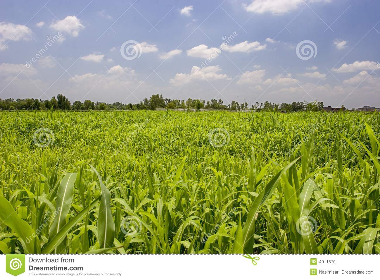 Crop Fields Stock Photo   Image  4011670