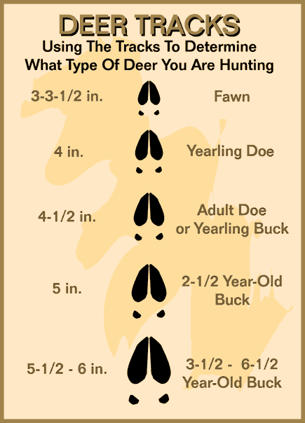 Deer Tracks   Big Game Hunt