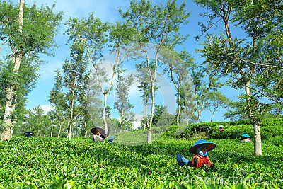 Female Farmers Harvesting At Tea Crop Landscape Editorial Image
