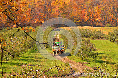 Hayride On Pickup Truck In Autumn Apple Orchard Stock Images   Image