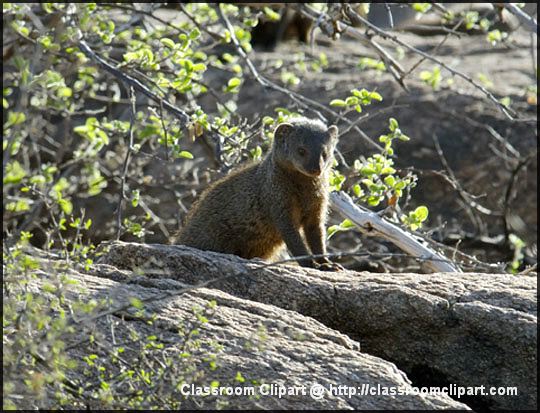 Mongoose   Mongoose Africa   Classroom Clipart