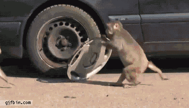 Monkey Steals Hubcap Off Of Car   Gifrific