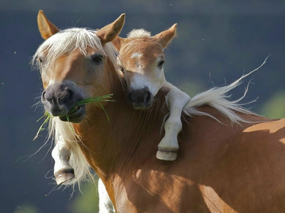Mother S Love  40 Adorable Animal Mom And Baby Photos