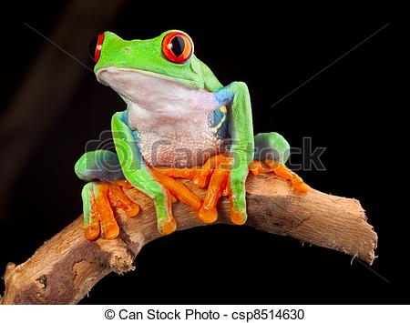 Red Eyed Tree Frog At Night In Tropical Rainforest Treefrog Agalychnis