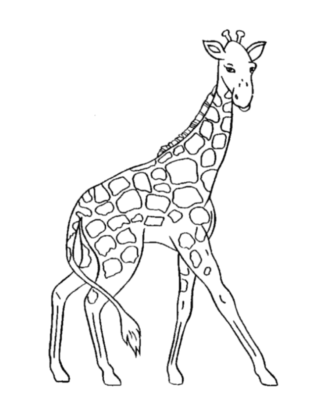 Wild Animal Coloring Pages   Giraffe Walking Graceful Coloring Page    