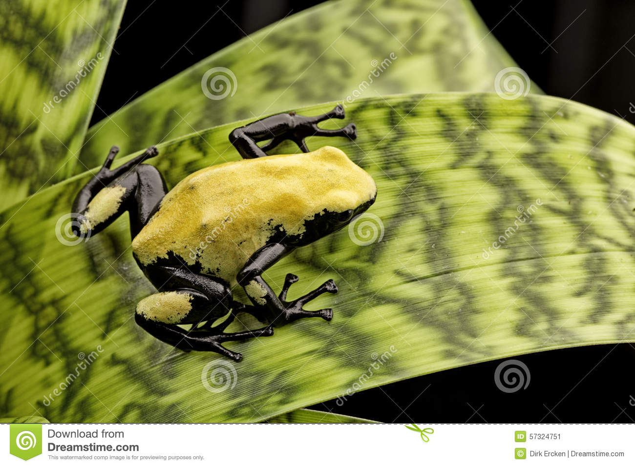 Yellow Poison Frog Brazil Rain Forest Dendrobates Galactonotus
