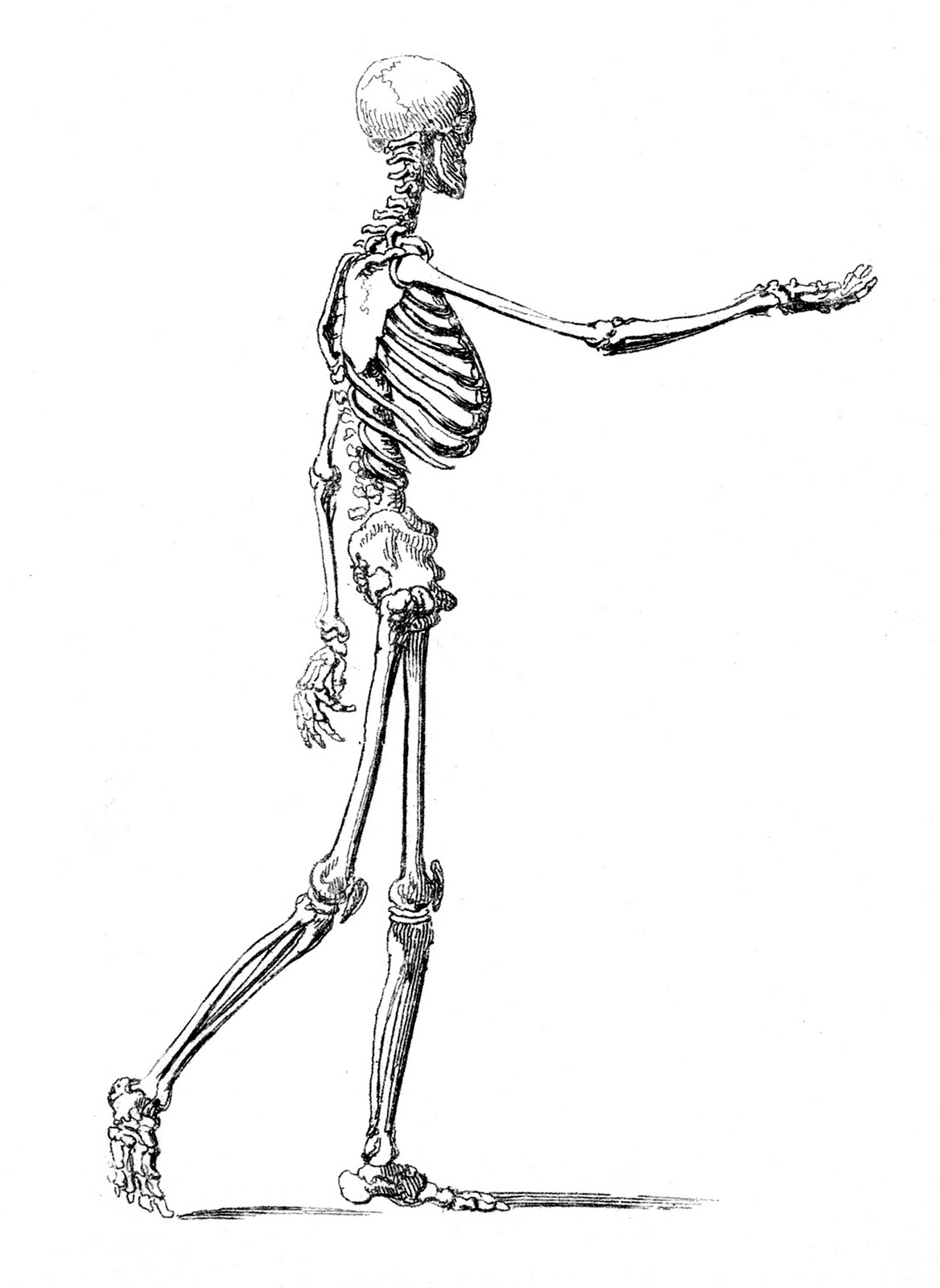 Free Printable Skeleton Clip Art Halloween Clip Art Day Dead