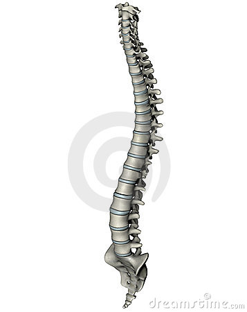 Human Spine Anterior Oblique Anatomical 3d Illustration On White