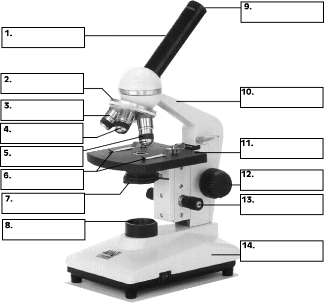 Label The Parts Of A Compound Light Microscope