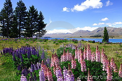 Lavenders By Lake Tekapo Royalty Free Stock Images   Image  6627829