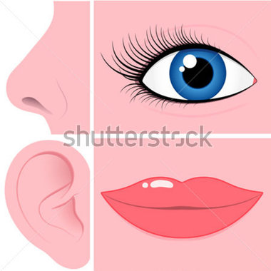 Nose Eye Ear And Mouth Collection Vector Stock Vector   Clipart Me
