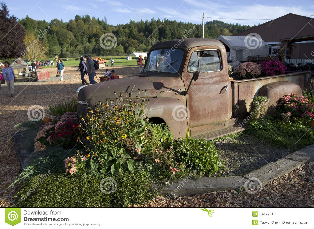 Rusty Old Truck Was Decorated With Flowers Was Placed At A Local Farm