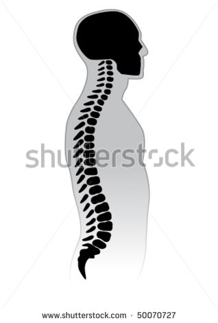 Spinal Cord Stock Vectors   Vector Clip Art   Shutterstock