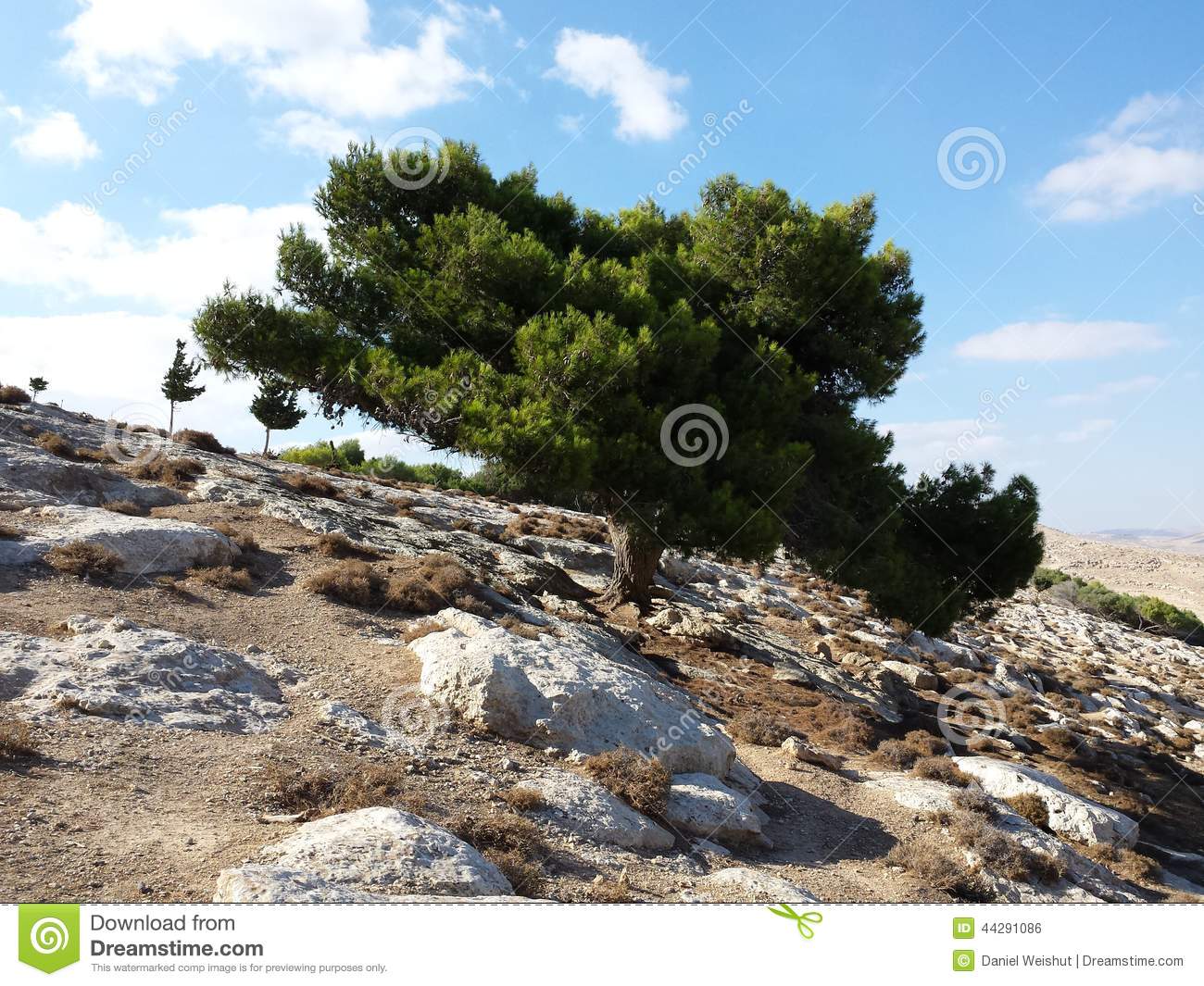     Standing The Wind In The Judean Desert On The Hills Near Jerusalem