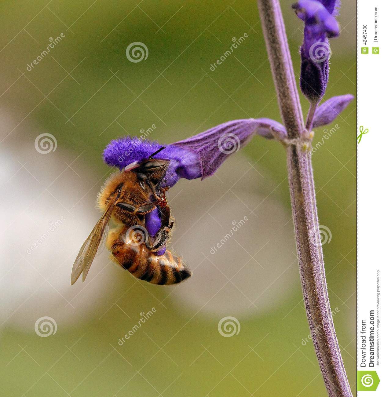 Bee On Flower Background Beautiful Beeswax Flower Biology Of Bees Bee