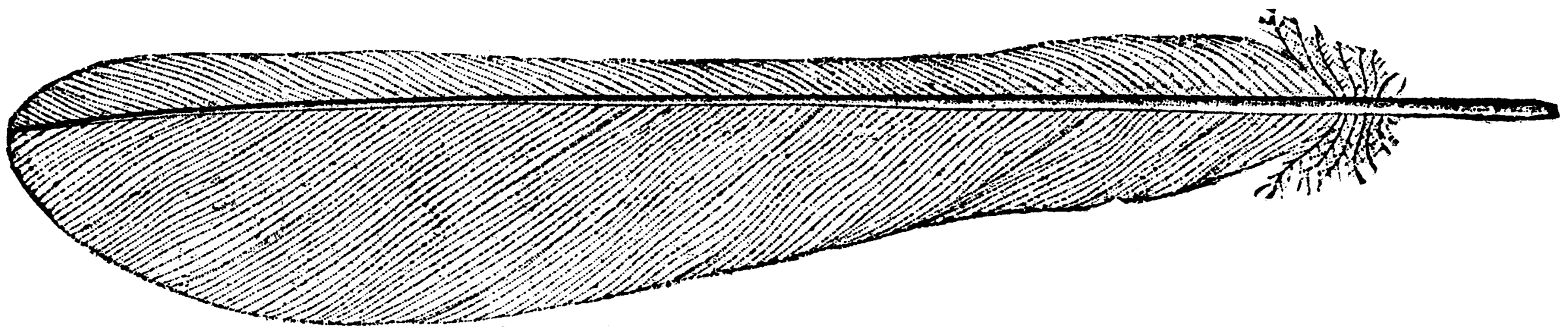 Feather From The Tail Of A Kingbird   Clipart Etc