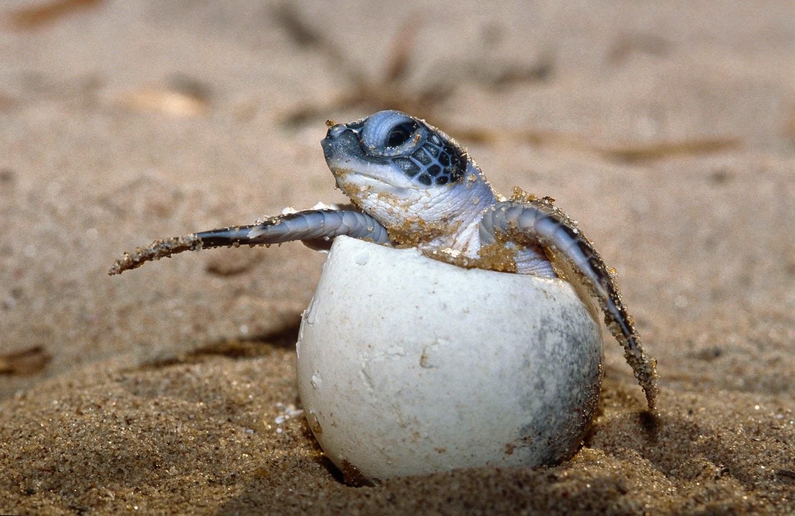 Green Sea Turtle Hatching  Photo Credit  R  Leguen
