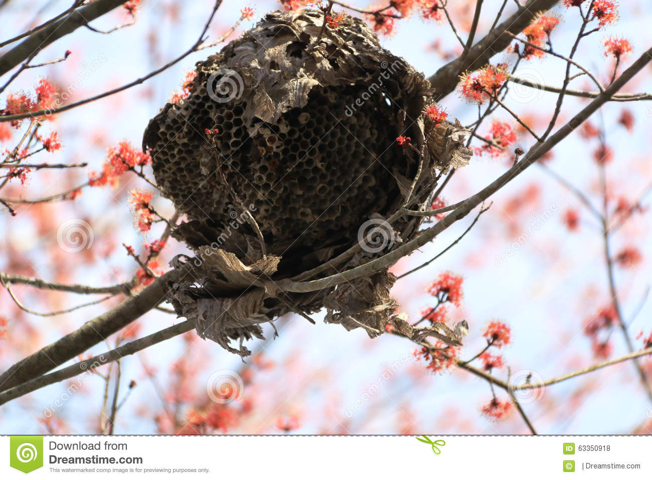 Hornets Nest High In A Tree With Spring Flowers All Around