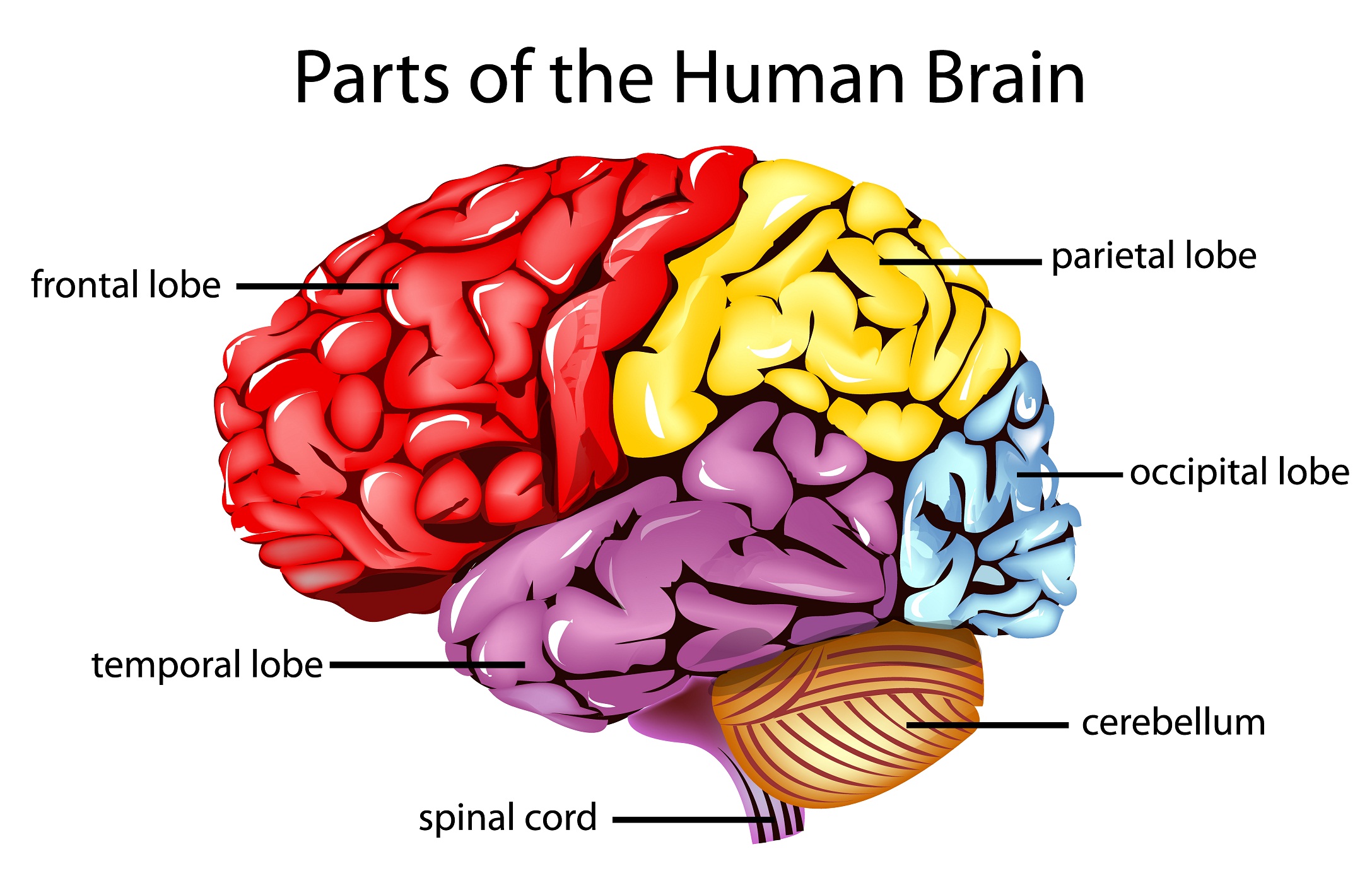 Simple Diagram Of The Human Brain Showing Its Primary Divisions