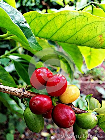 Coffee Plant Tree Bean Beans Red Cherry Coffee Picking Kona Coffee