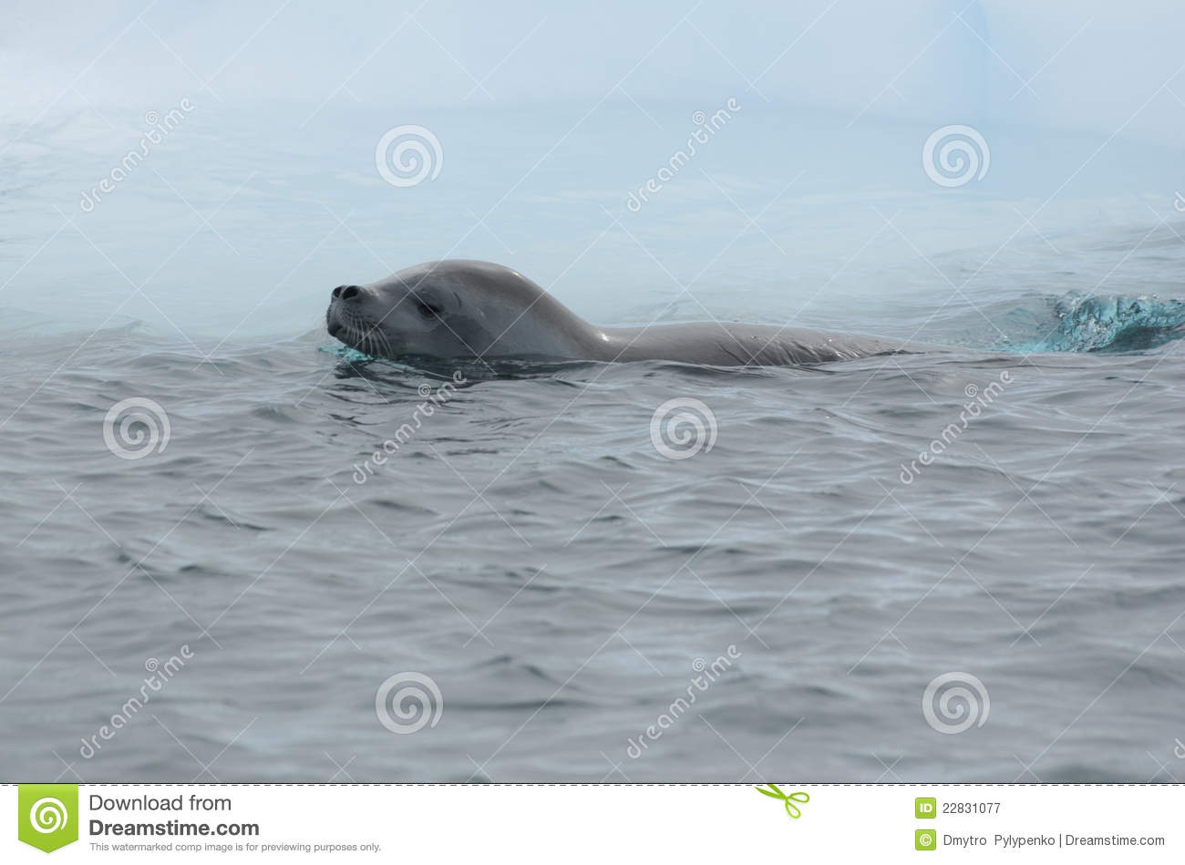 Crabeater Seal From Floating Iceberg Royalty Free Stock Photography