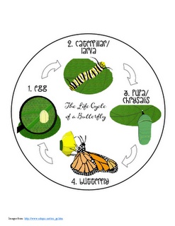 Life Cycle Of A Butterfly  Nice Poster    Insects   Pinterest