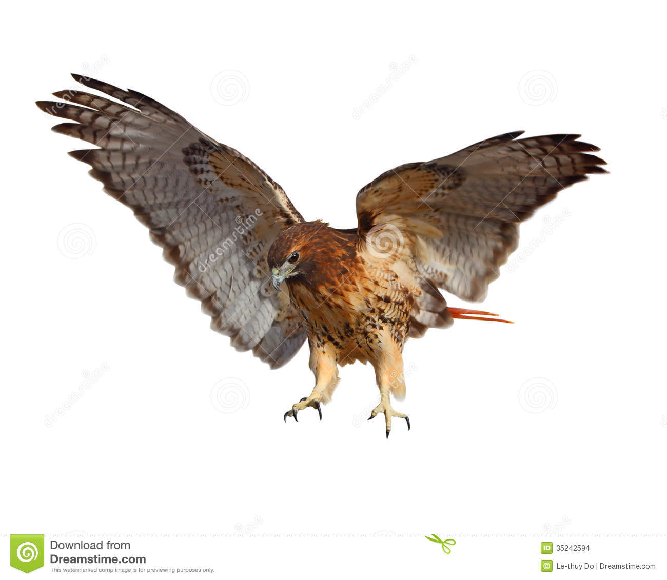 Red Tailed Hawk  Buteo Jamaicensis  Bird Isolated On White Background
