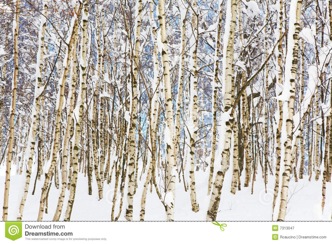 Snowy Woods Royalty Free Stock Photography   Image  7313047