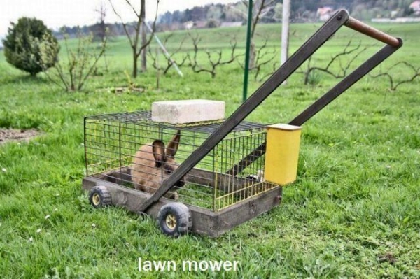 07 June 2013 From Site Jokes Of The Day   Rabbit Powered Lawn Mower