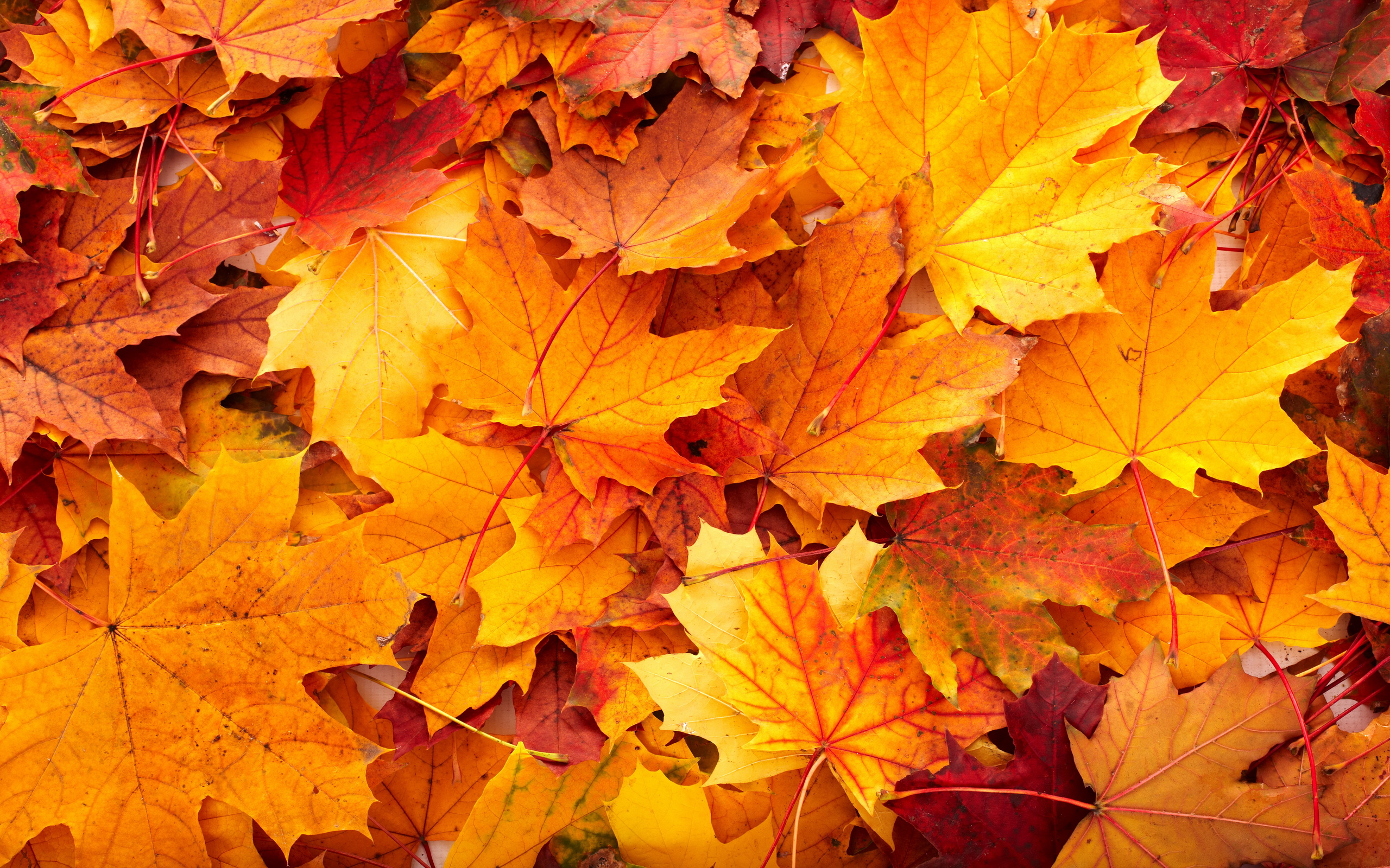 30 Most Beautiful Autumn Wallpapers Hd   Mixhd Wallpapers