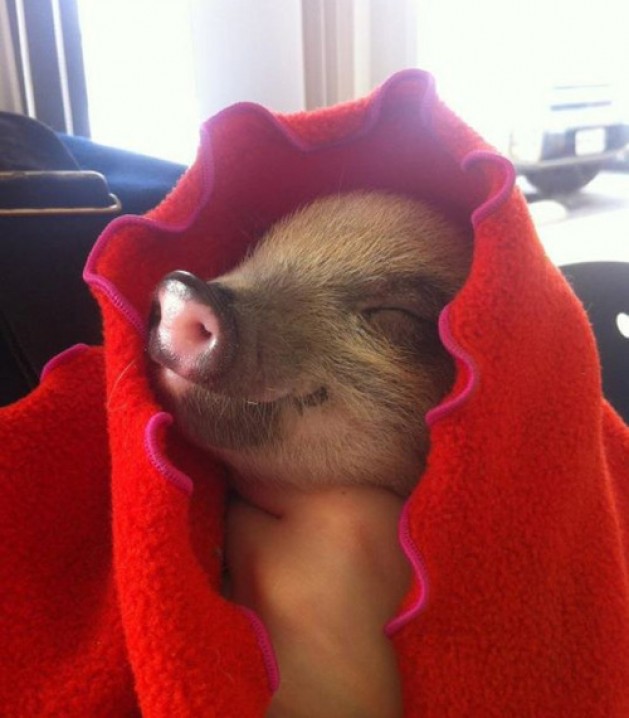 Baby Pigs Wearing People Clothes Might Be The Web S Cutest Tumblr