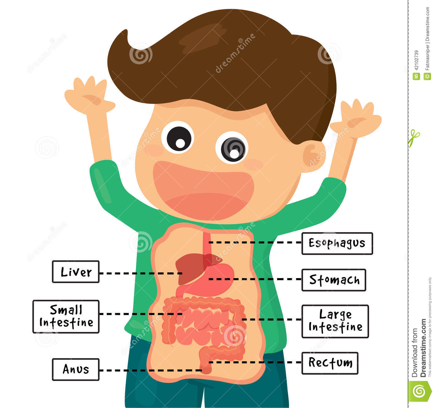 Boy Was Delighted To Show The Human Digestion System