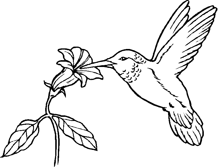 Cartoon Bird Coloring Pages   Cartoon Coloring Pages