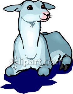 Cute White Lamb Lying Down   Royalty Free Clipart Picture