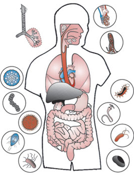 Digestive System Diagram Blank