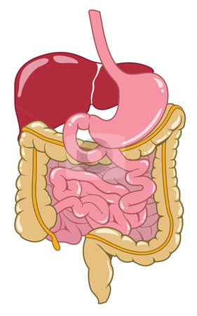 Digestive System Stock Vector Clipart A Cartoony Vector Illustration