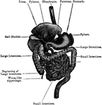 Human Digestive System   Clipart Etc
