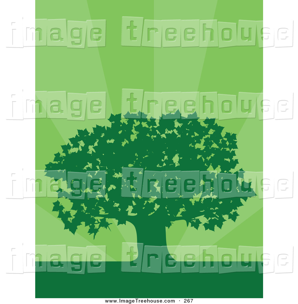 Maple Tree Clip Art Tree Clipart Illustrations