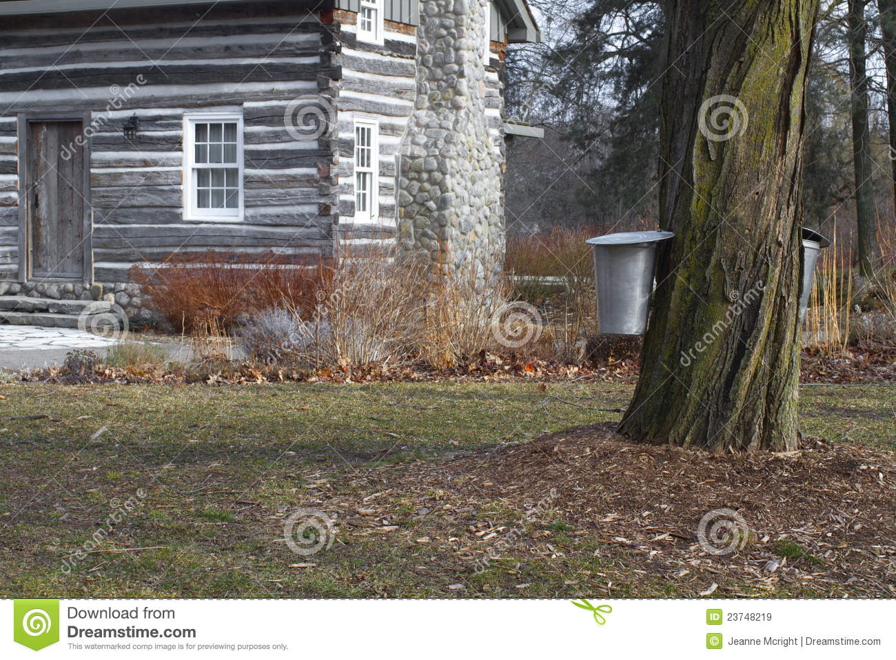 Maple Tree With Sap Buckets And Log Cabin Royalty Free Stock Images