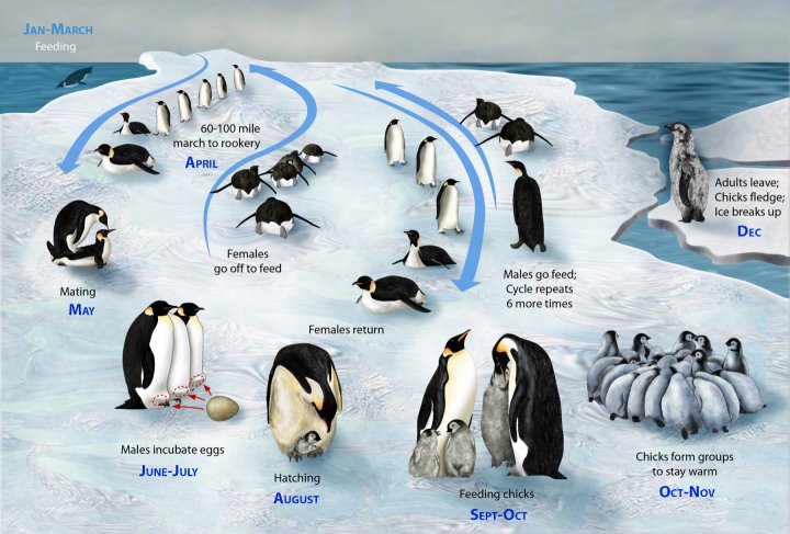 Our Beautiful World  Penguins  Main Menu To Penguins On This Site 
