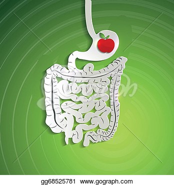 Paper Digestive System And Apple In Stomach