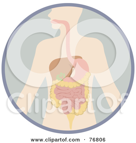 Rf  Clipart Illustration Of A Human Body With The Digestive System