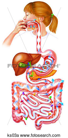 Simplified Digestive System   Shown As A Game With Eating Food As The    