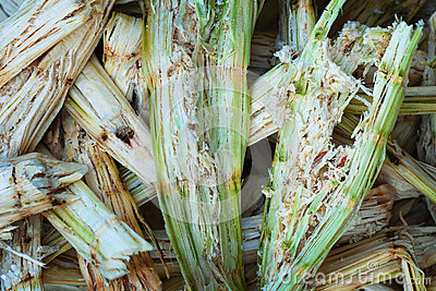 Sugarcane Bagasse   Organic Waste Stock Photography   Image  31647682