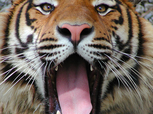 Art Images Bengal Tiger Stock Photos   Clipart Bengal Tiger Pictures